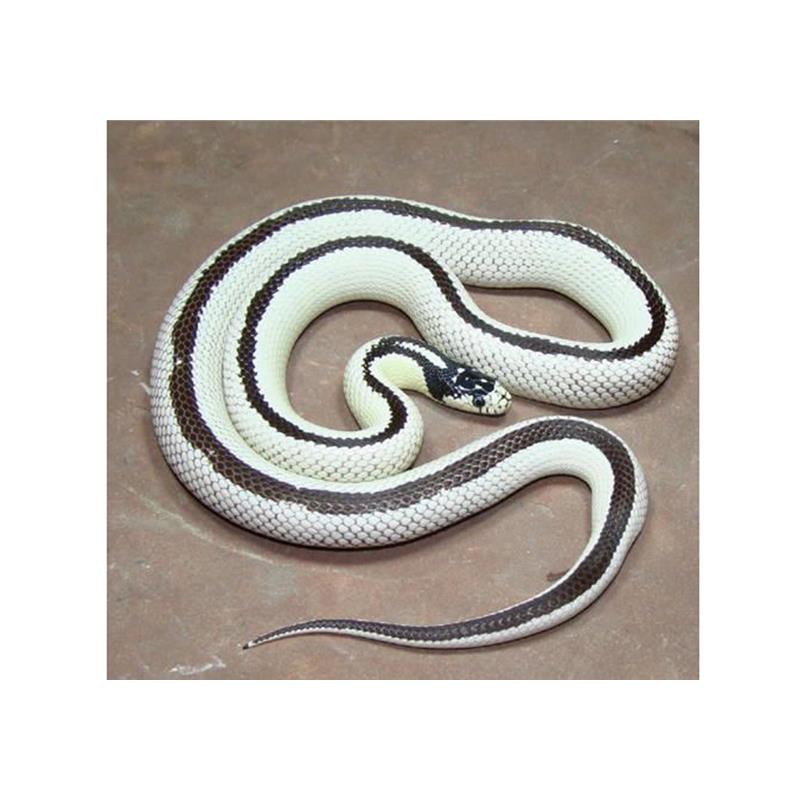 Sarpe Regal de California ?High White? vargat - imagine 4